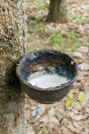 Rubber milk and rubber tree in Thailandの写真素材