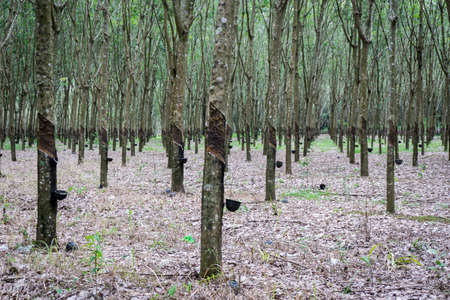 Rubber milk and rubber tree in Thailandの写真素材