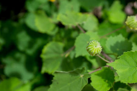 Blur picture of Green plant in garden and blur background, flash conditionの写真素材