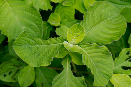 Blur picture of Green plant in garden and blur background, flash condition