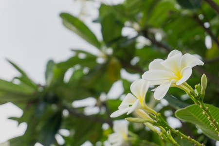 Plumeria flowers on the plumeria tree. The famous flowers in Thai spa.の写真素材