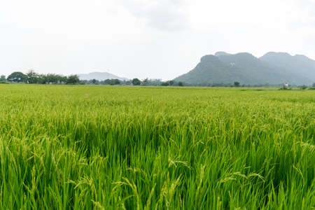 The Thai paddy field, fresh and green background