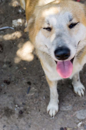 Sweet smile dog in the Landfill site