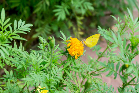Beautiful flower in the fresh and green gardenの写真素材
