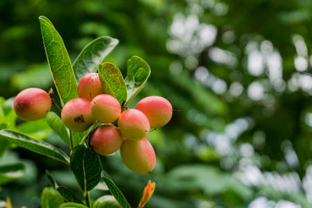 Bengal Currant, the berries in Thailandの写真素材
