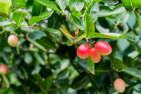 Bengal Currant, the berries in Thailandの写真素材