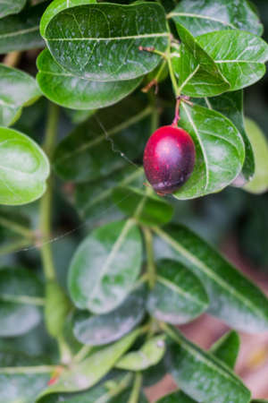 Bengal Currant, the berries in Thailandの写真素材