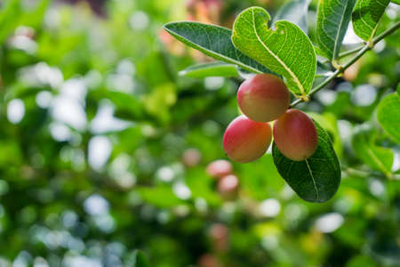 Bengal Currant, the berries in Thailand