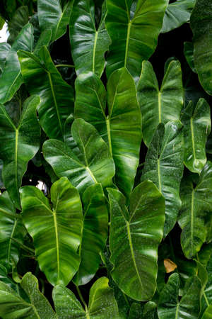 Blur picture of Green plant in garden and blur background, flash conditionの写真素材