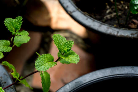 Peppermint, the herb in the little potの写真素材