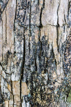 Abstract of the bark texture and bark pattern