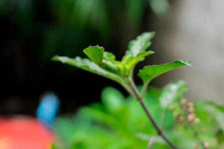 Basil leaves in the herb garden, Thai herb