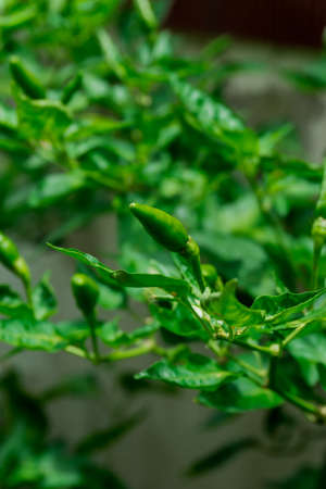 Thai chili, the main spicy ingredient of Thai food