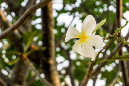 Plumeria flowers on the plumeria tree. The famous flowers in Thai spa.の写真素材