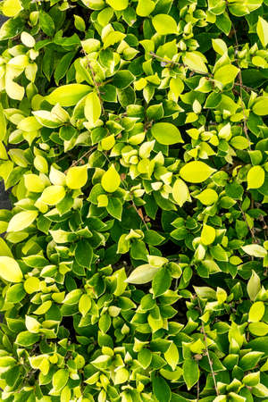 Blur picture of Green plant in garden and blur background, flash conditionの写真素材
