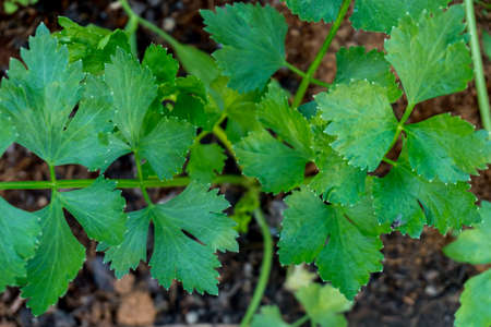 Coriander, the main vegetable in Thailand.の写真素材