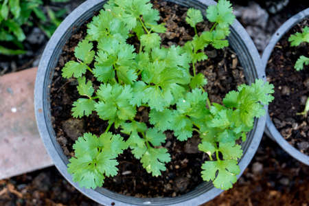 Coriander, the main vegetable in Thailand.の写真素材