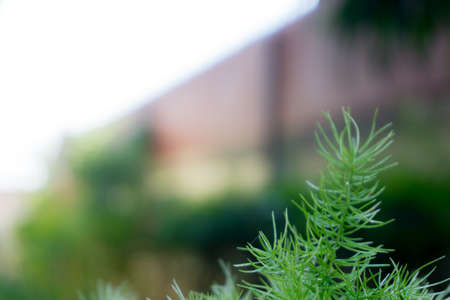 Blur picture of Green plant in garden and blur background, flash conditionの写真素材