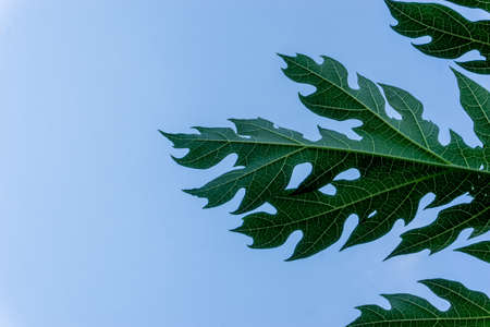 Papaya leaves on the blue sky in the gardenの写真素材