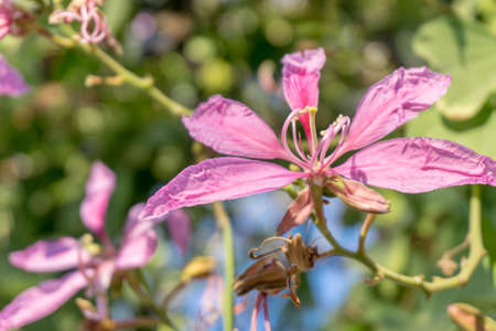 Blur picture of flower in garden and blur background, flash conditionの写真素材