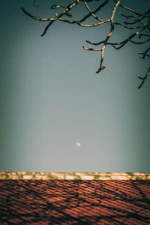 tree branch on the blue sky backgroundの写真素材