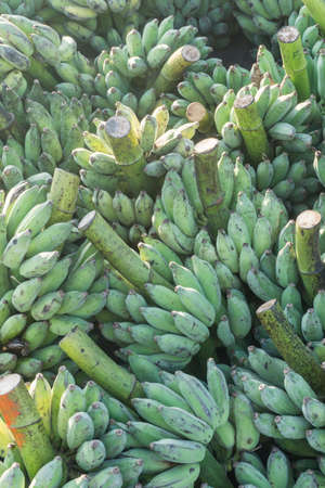 green bananas at fresh market.の写真素材