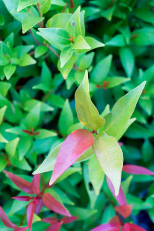 Blur picture of Green plant in garden and blur background, flash conditionの写真素材