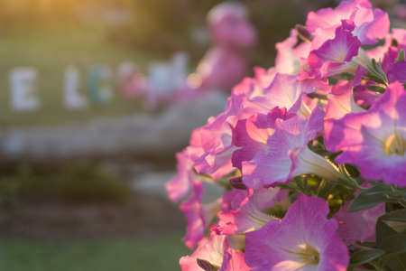 Flowers in the sunset time, vintage toneの写真素材