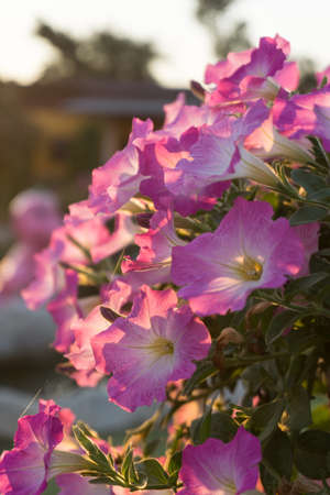 Flowers in the sunset time, vintage toneの写真素材