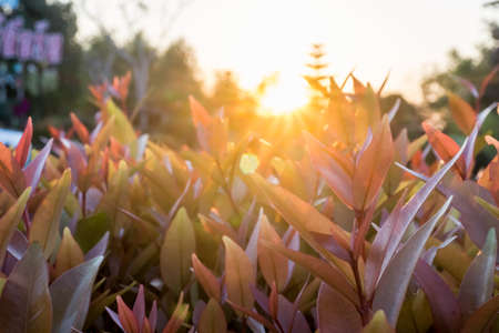 Red leaves and Flowers in the sunset time, vintage tone