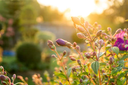 Flowers in the sunset time, vintage toneの写真素材