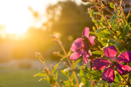Flowers in the sunset time, vintage toneの写真素材