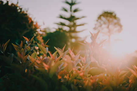 Flowers in the sunset time, vintage toneの写真素材