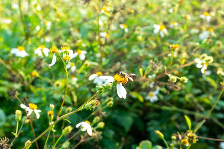 Blur picture of Green plant in garden and blur background, flash condition