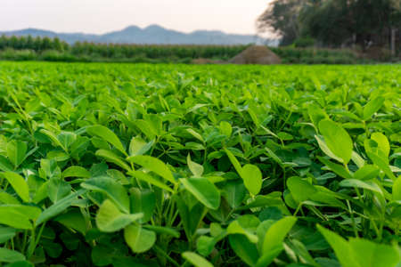 Organic plantation in farmland of Thailand