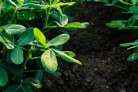 Organic plantation in farmland of Thailandの写真素材