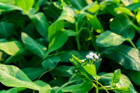 Organic plantation in farmland of Thailand
