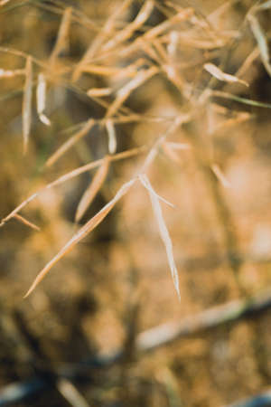 Abstract blur of tree and branch in vintage tone