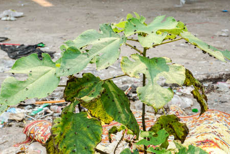 Fly insect in the waste landfill site