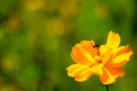 Comos flowerの写真素材