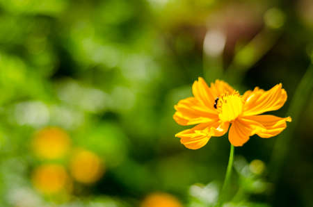Comos flowerの写真素材