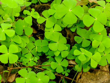 Greenのeditorial素材