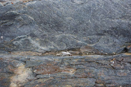 The texture of the north underwater rocks at low tideの写真素材