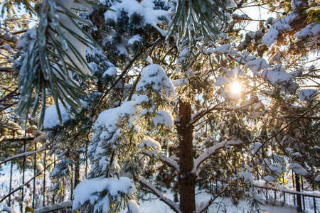 Snowy woods with sun and sunlight rays shining through treesの写真素材
