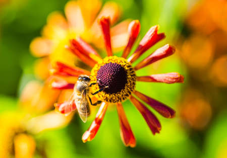 macro photography of a bee collects pollen from a flowerの写真素材