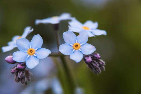 Meadow plant background: blue little flowers - forget-me-not close up and green grass. Shallow DOFの写真素材