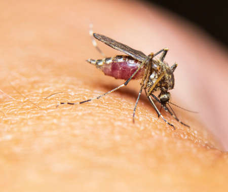 Mosquito Full of Blood macro closeup sucking