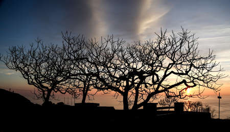 silhouettes of trees at sunset. montenegro summer