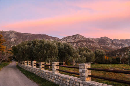 silhouettes of trees at sunset. montenegro summer