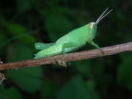 Green Grasshopper